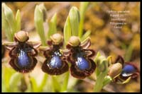 Ophrys-speculum4